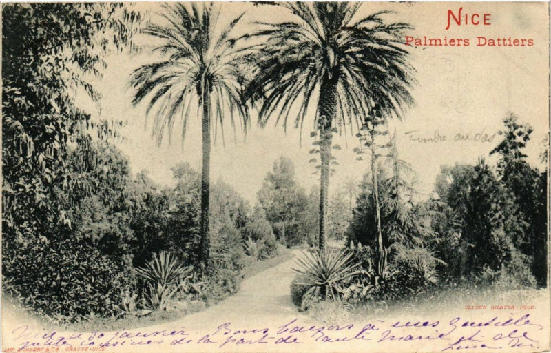 Carte postale ancienne Nice Palmiers Dattiers à Nice