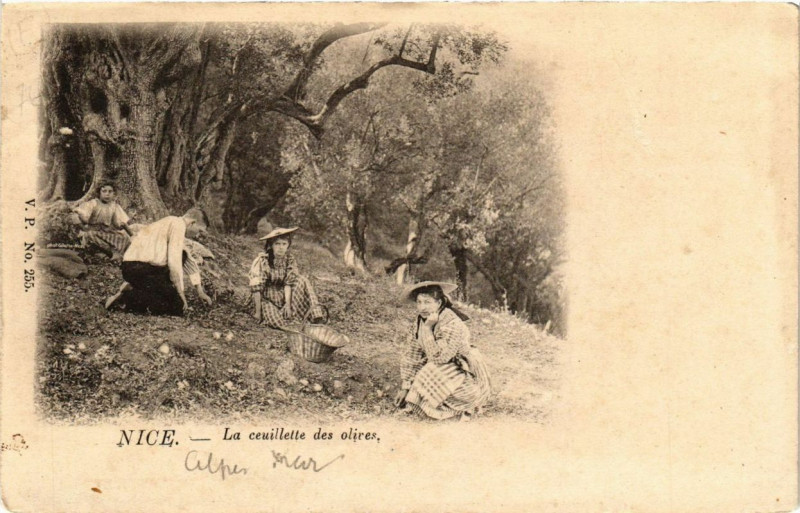 Carte postale ancienne Nice La ceuillette des olives à Nice