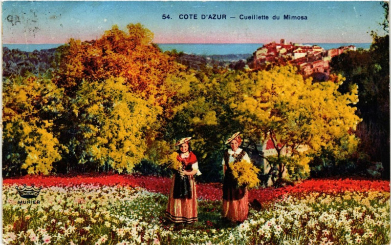 Carte postale ancienne Cote d'Azur Cuiellette du Mimosa