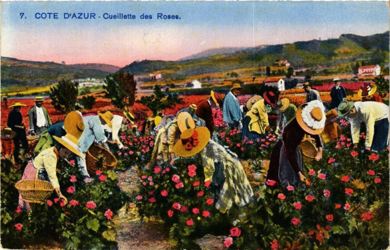 Carte postale ancienne Cote d'Azur Cuiellette des Roses