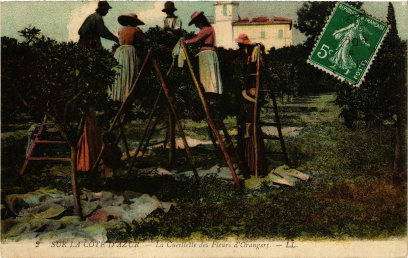 Carte postale ancienne Cote d'Azur Cuiellette des Fleurs d'Orangers