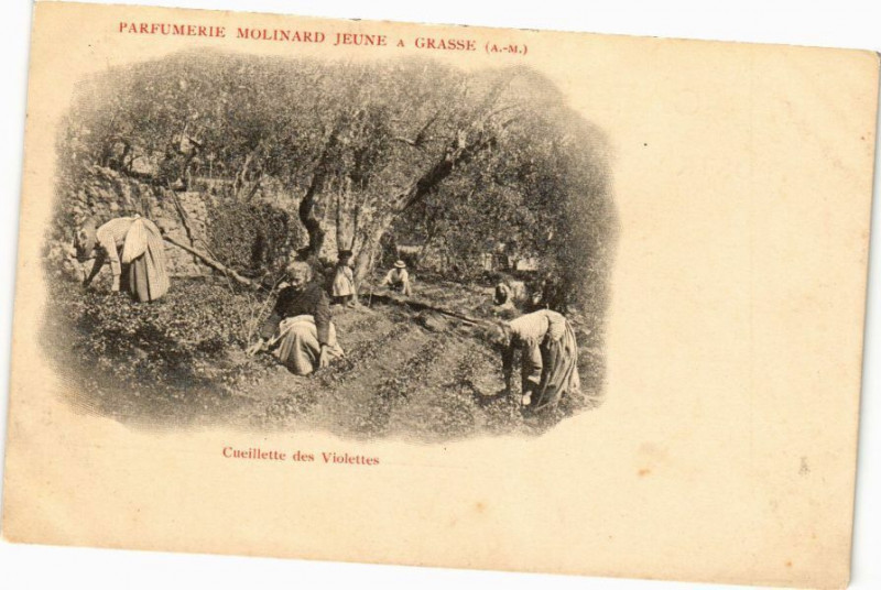 Carte postale ancienne Cueillette des Violettes