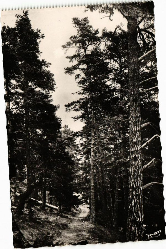 Carte postale ancienne La Forét de Turini