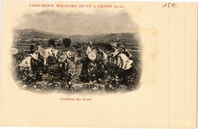 Carte postale ancienne Parfumerie Molinard Jeune a Grasse -Cueillette des Fleurs à Grasse