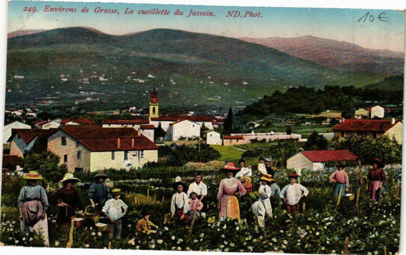 Carte postale ancienne Environs de Grasse , La cueillette du Jasmin à Grasse