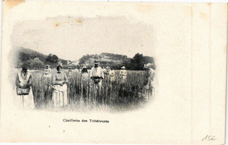 Carte postale ancienne Cueillette des Tubéreuses