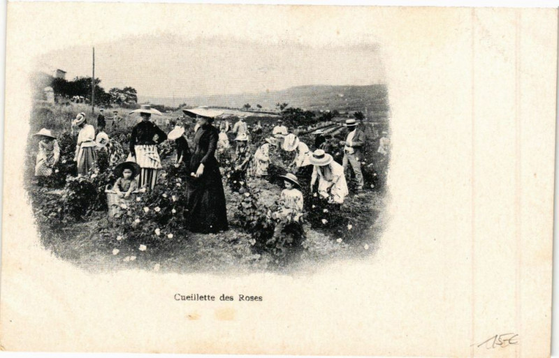 Carte postale ancienne Cueillette des Roses
