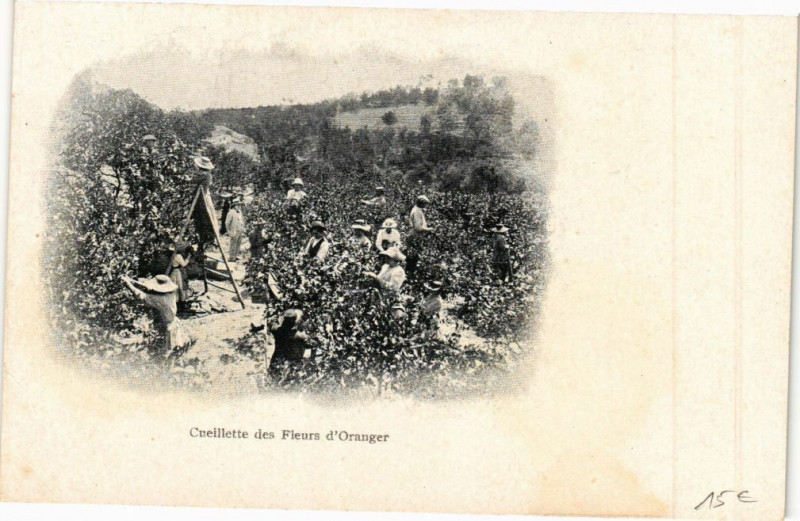 Carte postale ancienne Cueillette des Fleurs d'Oranger