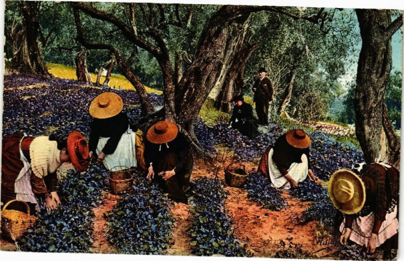 Carte postale ancienne La Cote d'Azur - La Cueillette des Violettes