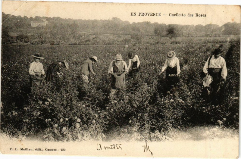 Carte postale ancienne En Provence - Cueillette des roses à Vence