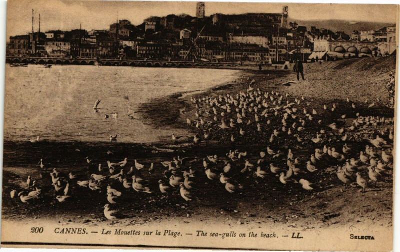 Carte postale ancienne Cannes - Les Moueites sur la Plage - The sea-gulls on the beach à Cannes