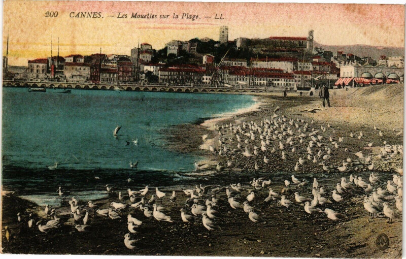 Carte postale ancienne Cannes - Les Mouettes sur la Plage à Cannes