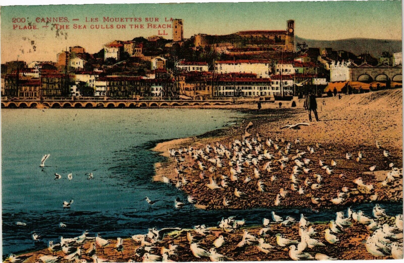 Carte postale ancienne Cannes - Les Mouettes sur la Plage à Cannes