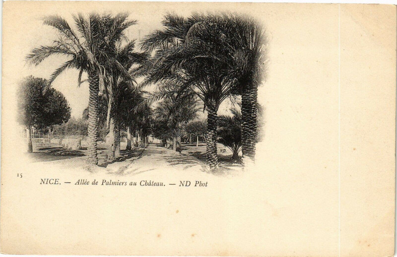 Carte postale ancienne Nice - Allée de Palmiers du Chateau à Nice