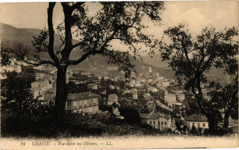 Carte postale ancienne Grasse - Vue entre les oliviers à Grasse