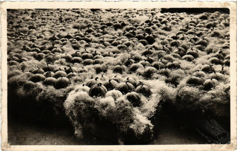 Carte postale ancienne Cavaillon - Marché aux Melons à Cavaillon