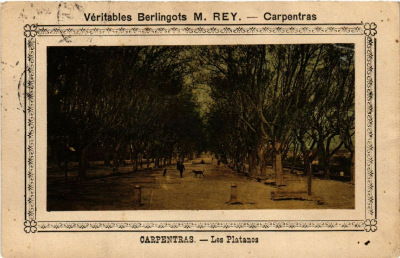 Carte postale ancienne Carpentras - Les Platanes à Carpentras