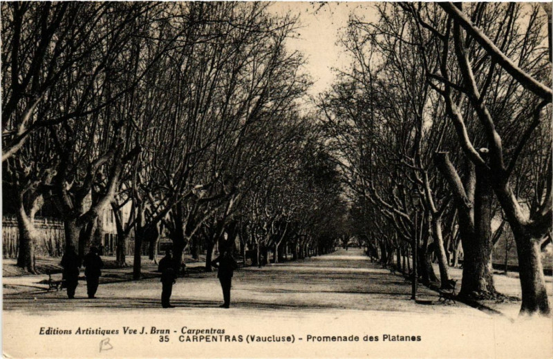 Carte postale ancienne Carpentras - Proenade des Platanes à Carpentras