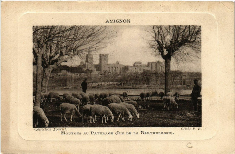 Carte postale ancienne Avignon - Moutons au Paturage (Ile de la Barthelasse) à Avignon