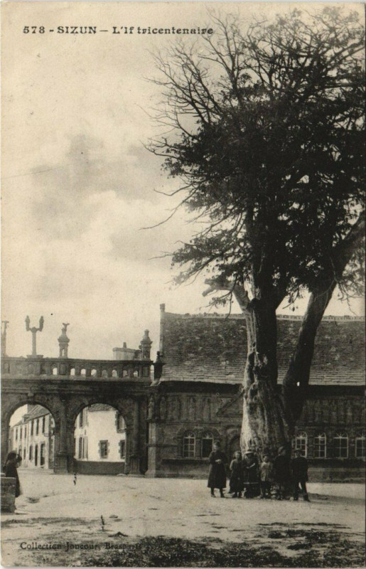 Carte postale ancienne Sizun L'If tricentenaire à Sizun