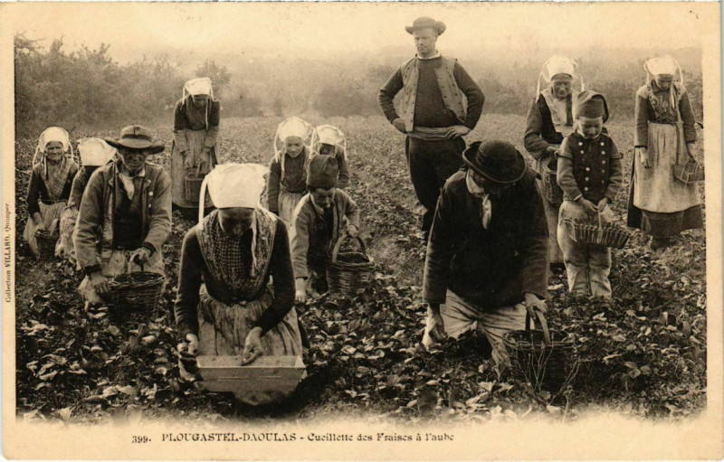 Carte postale ancienne Plougastel Daoulas- Cueillette des Fraises France à Daoulas