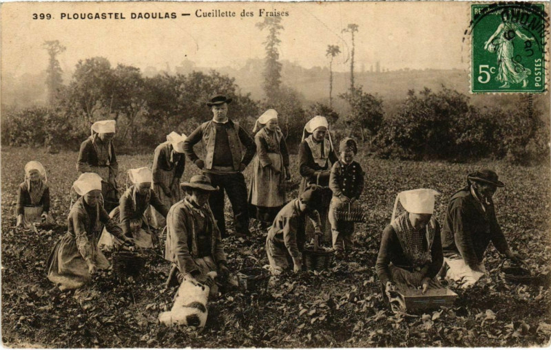 Carte postale ancienne Plougastel Daoulas- Cueillette des Fraises France à Daoulas
