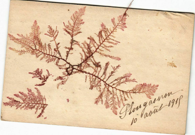 Carte postale ancienne Plougasnou - Greetings - Fleurs à Plougasnou