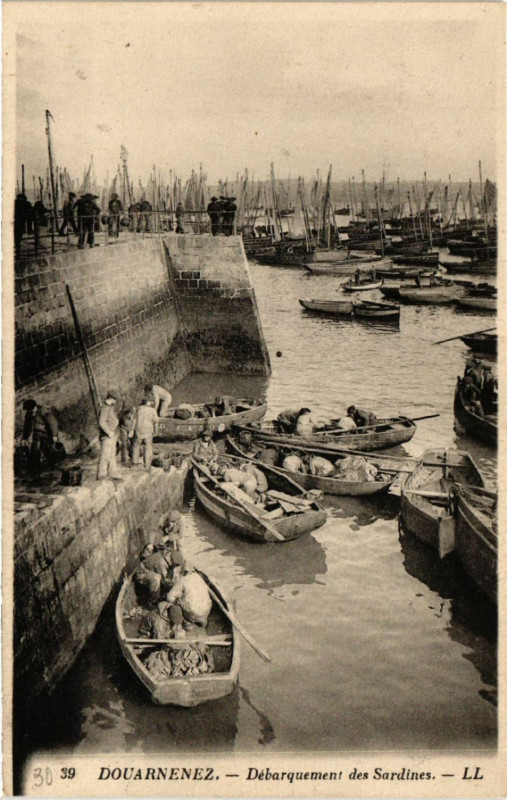 Carte postale ancienne Douarnenez - Débarquement des Sardines à Douarnenez