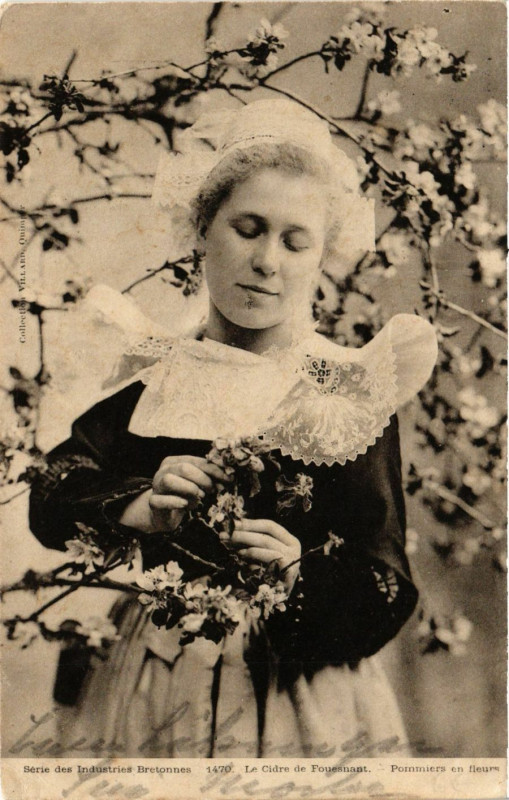 Carte postale ancienne Le Cidre de Fouesnant - Pommiers en Fleurs à Fouesnant