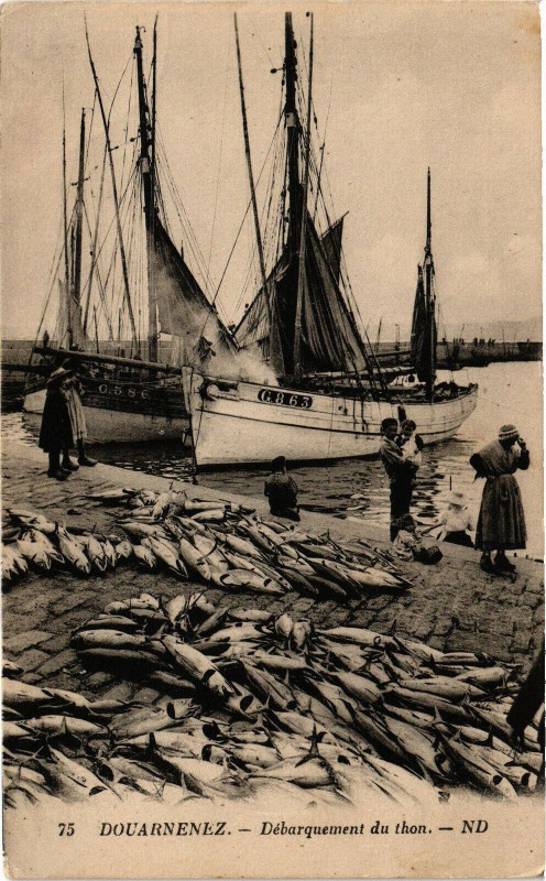 Carte postale ancienne Douarnenez-Débarquement du thon à Douarnenez