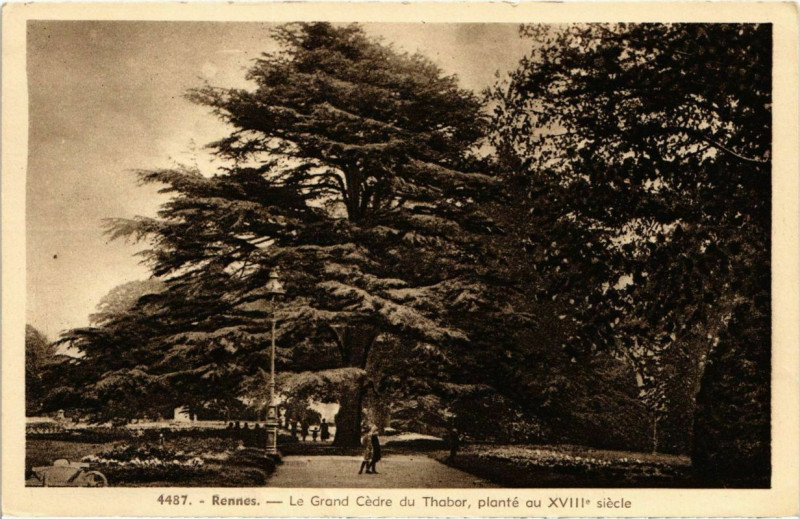 Carte postale ancienne Rennes Le Grand Cedre du Thabor France à Rennes