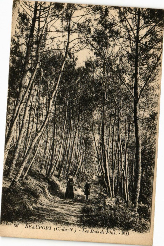 Carte postale ancienne Beauport-Les Bois de Pins