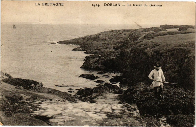 Carte postale ancienne Doélan-Le travail du Goémon