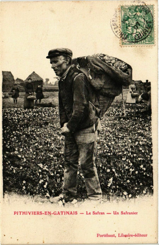 Carte postale ancienne Pithiviers-en-Gatinais Le Safran Un Safranier à Pithiviers
