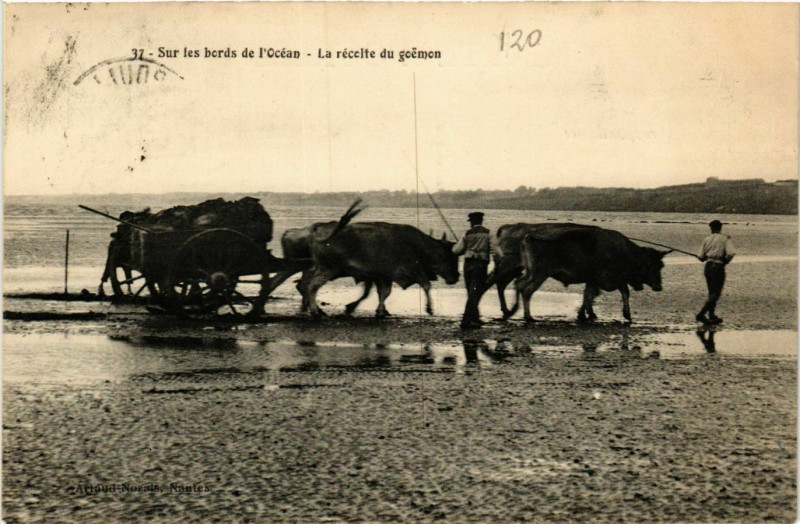 Carte postale ancienne Sur les bords de l'Ocean La Recolte du goemon