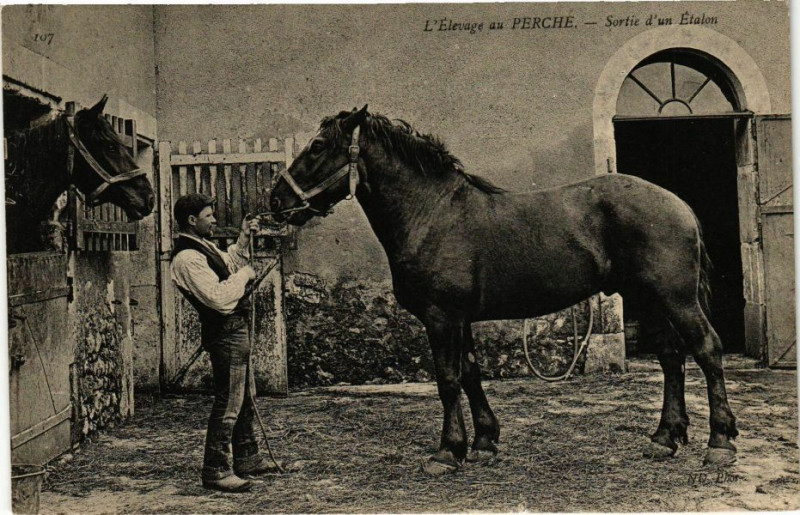 Carte postale ancienne L'Elevage au Perche - Sortie d'un Etalon