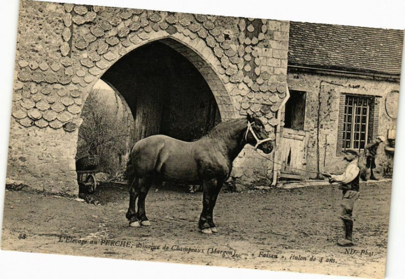 Carte postale ancienne L'Elevage au Perche - Domaive de Champeaux