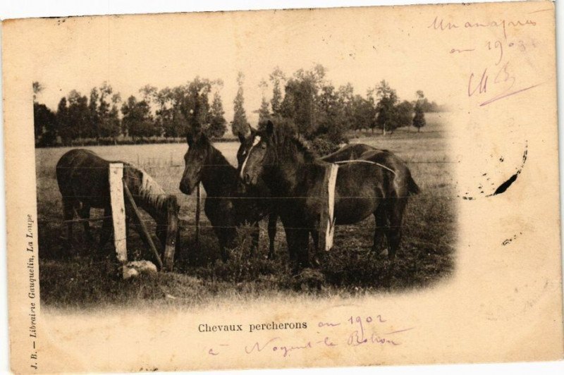 Carte postale ancienne Chevaux percherous