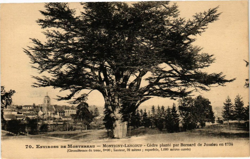 Carte postale ancienne Env. de Montereau-Montigny Lencoup-Cedre plante par Bernard à Montereau