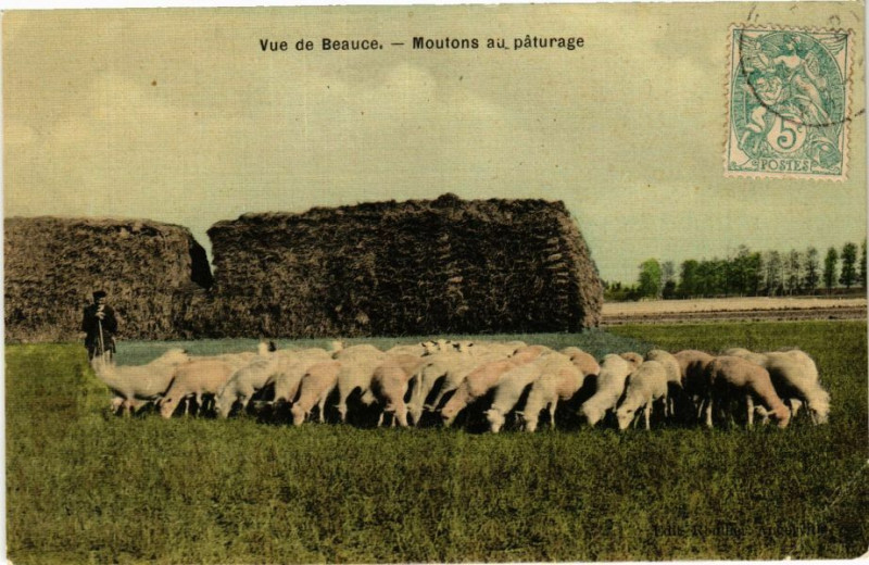 Carte postale ancienne Vue de Beauce - Moutons au paturage