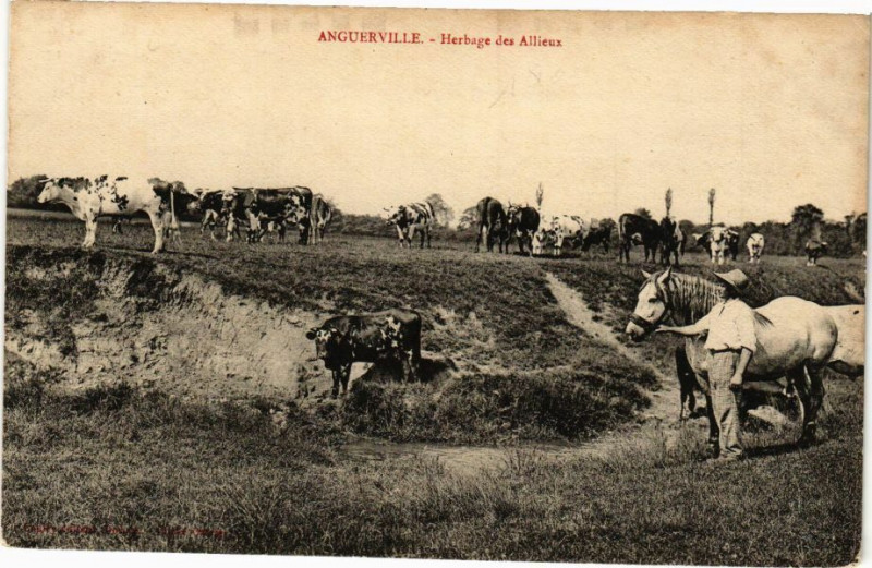 Carte postale ancienne Anguerville - Herbage des Alliens