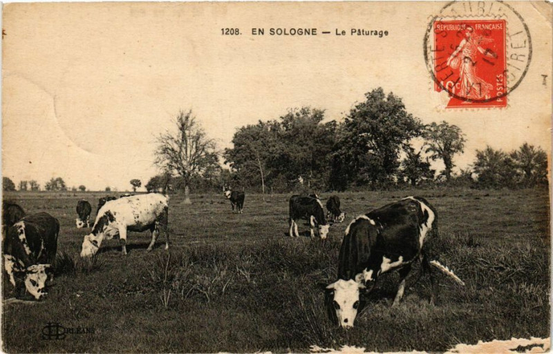 Carte postale ancienne En Sologne - Le Paturage