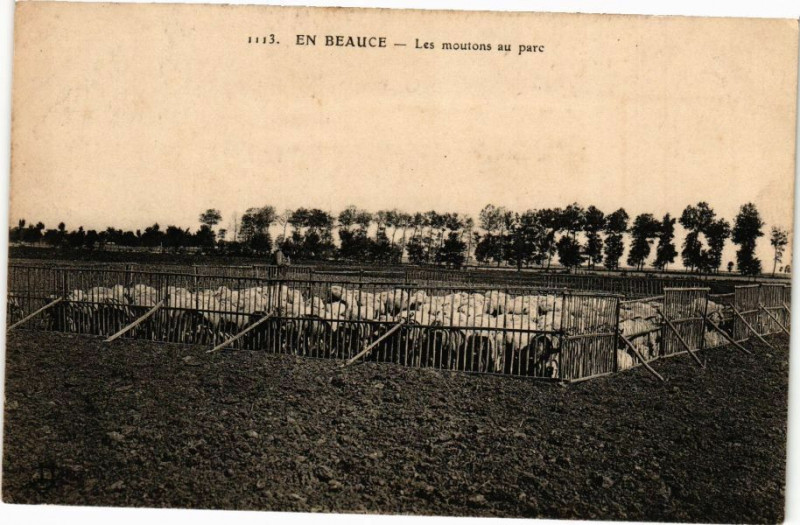 Carte postale ancienne En Beauce - Les moutons au parc