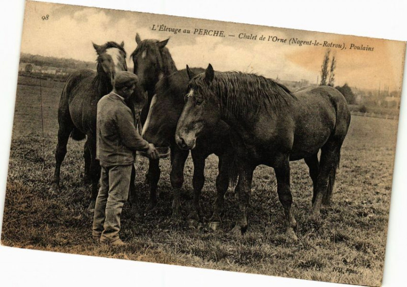Carte postale ancienne Elevage au Perche - Chalet de l Orne Poulains