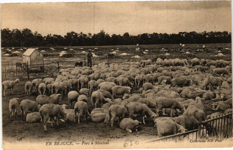 Carte postale ancienne En Beauce - Parc a moutons