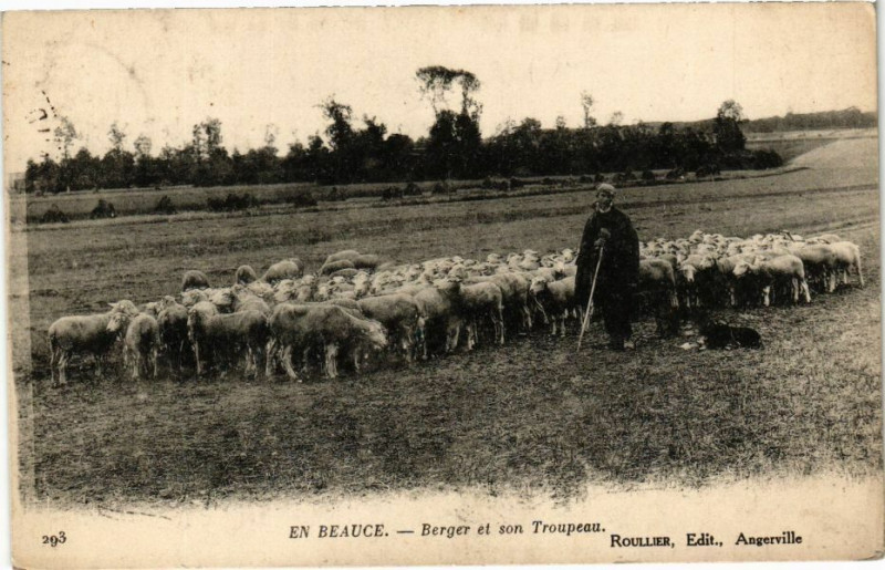 Carte postale ancienne En Beauce - Berger et son troupeau