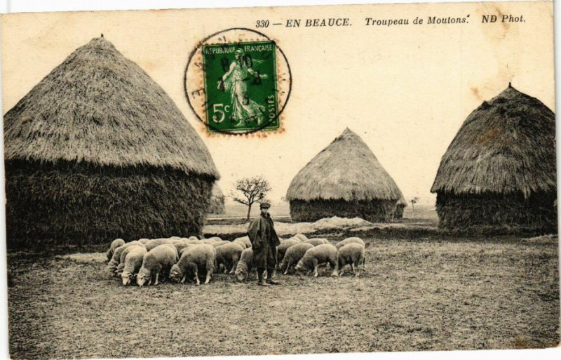 Carte postale ancienne En Beauce - Troupeau de moutons