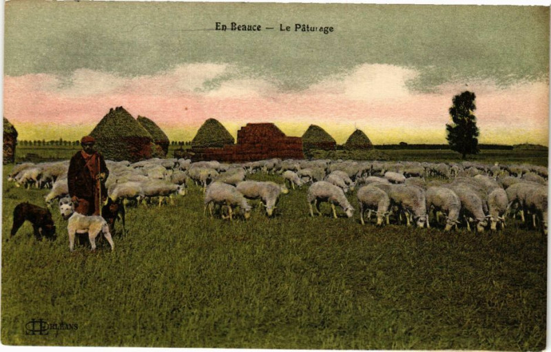 Carte postale ancienne En Beauce - La Paturage