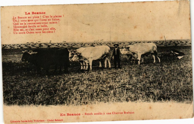 Carte postale ancienne En Beauce - Boeufs atteles a une Charrure Brabant