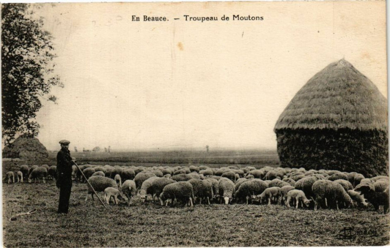 Carte postale ancienne En Beauce - Troupeau de Moutons